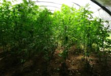 Trafic et usage de stupéfiants en 2024 : le cannabis, principale substance concernée